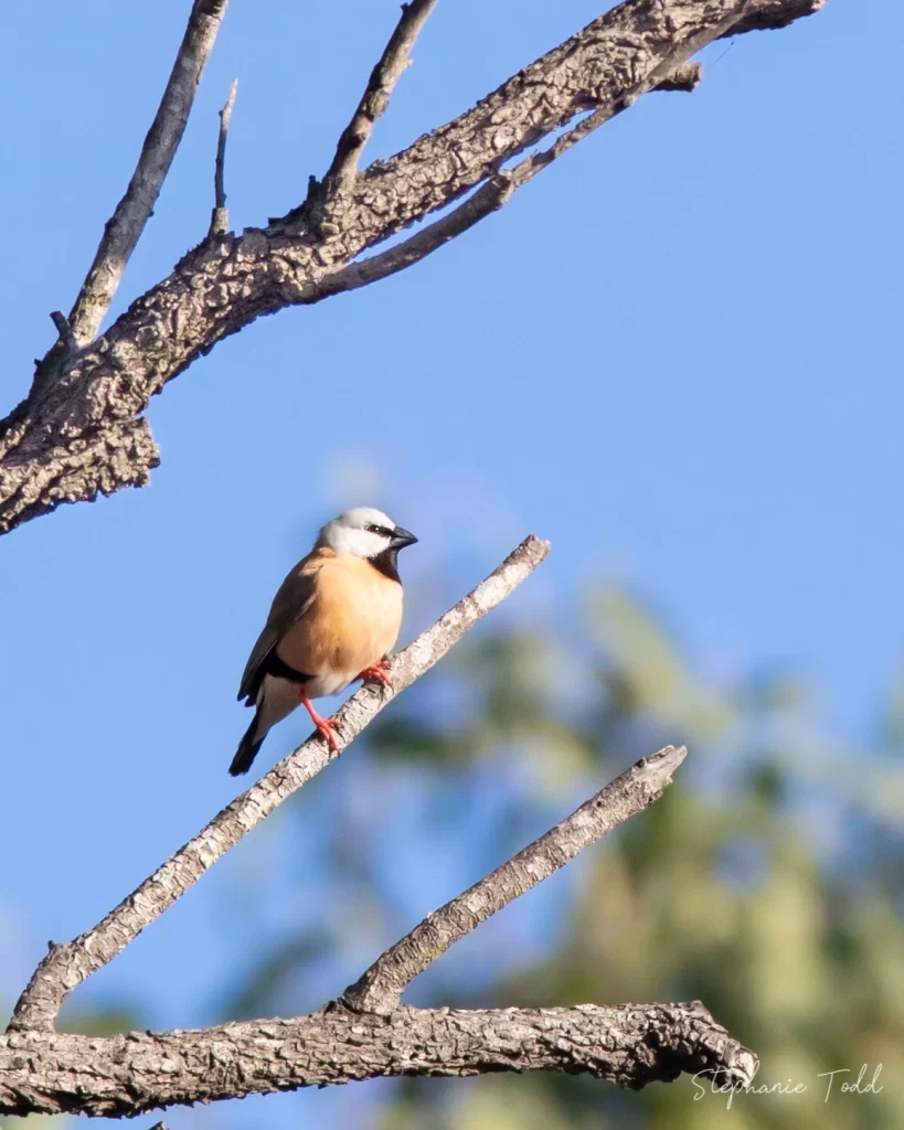 black-throated finch conservation